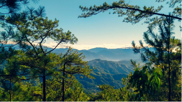 EXPLORING BAGUIO FOREST BATHING AT THE YELLOW TRAIL — IKOT.PH