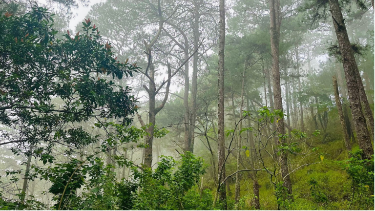 EXPLORING BAGUIO FOREST BATHING AT THE YELLOW TRAIL — IKOT.PH